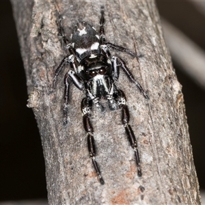 Sandalodes sp. (genus) at Bruce, ACT - 20 Nov 2024 10:50 AM