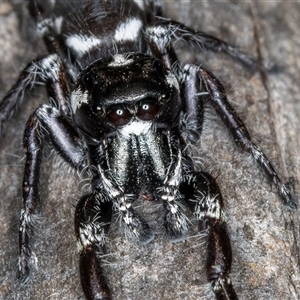 Sandalodes sp. (genus) at Bruce, ACT - 20 Nov 2024 10:50 AM