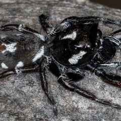 Sandalodes sp. (genus) at Bruce, ACT - 20 Nov 2024