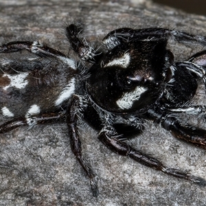 Sandalodes sp. (genus) at Bruce, ACT - 20 Nov 2024 10:50 AM