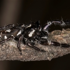 Sandalodes sp. (genus) at Bruce, ACT - 20 Nov 2024