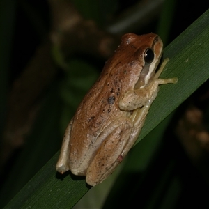 Litoria ewingii at Freshwater Creek, VIC - 13 Nov 2024