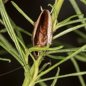 Balta bicolor at Bruce, ACT - 20 Nov 2024 11:01 AM