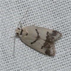 Compsotropha strophiella (A Concealer moth) at Freshwater Creek, VIC - 17 Nov 2024 by WendyEM