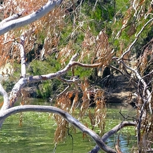 Rhipidura leucophrys at Gungahlin, ACT - 22 Nov 2024