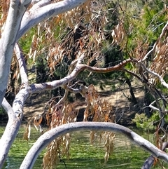 Rhipidura leucophrys at Gungahlin, ACT - 22 Nov 2024