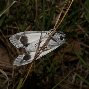 Capusa senilis at Freshwater Creek, VIC - 16 Nov 2024