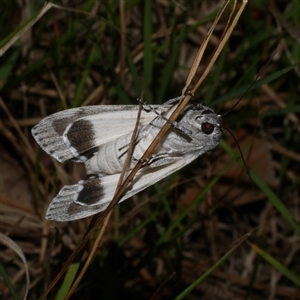 Capusa senilis at Freshwater Creek, VIC - 16 Nov 2024 11:42 PM