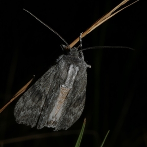 Capusa senilis at Freshwater Creek, VIC - 16 Nov 2024 11:42 PM