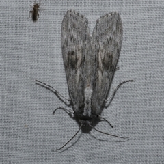 Capusa senilis at Freshwater Creek, VIC - 16 Nov 2024 11:42 PM