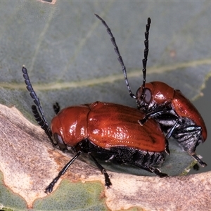 Aporocera (Aporocera) haematodes at Bruce, ACT - 20 Nov 2024