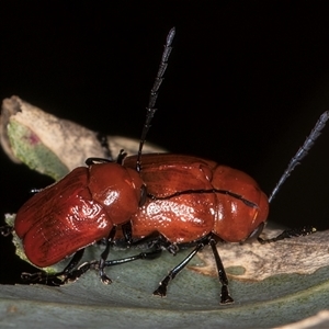 Aporocera (Aporocera) haematodes at Bruce, ACT - 20 Nov 2024