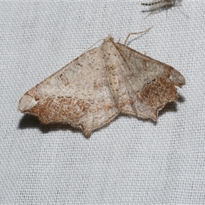 Dissomorphia australiaria at Freshwater Creek, VIC - 17 Nov 2024