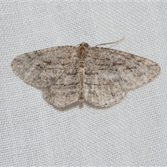 Zermizinga sinuata (Lucerne Looper, Spider Moth) at Freshwater Creek, VIC - 16 Nov 2024 by WendyEM