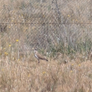 Vanellus tricolor at Symonston, ACT - 22 Nov 2024