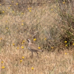 Vanellus tricolor at Symonston, ACT - 22 Nov 2024 10:53 AM