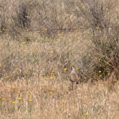 Vanellus tricolor at Symonston, ACT - 22 Nov 2024