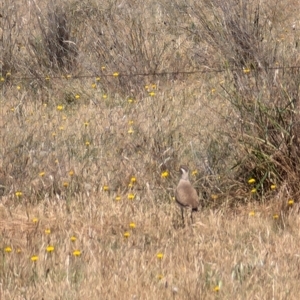 Vanellus tricolor at Symonston, ACT - 22 Nov 2024 10:53 AM