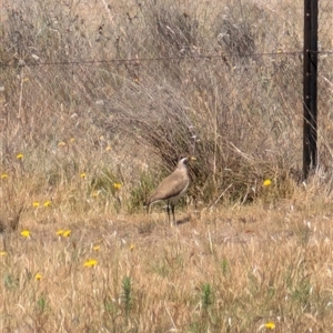 Vanellus tricolor at Symonston, ACT - 22 Nov 2024 10:53 AM