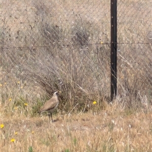 Vanellus tricolor at Symonston, ACT - 22 Nov 2024 10:53 AM