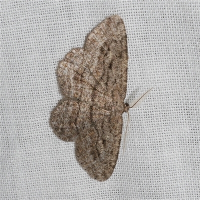 Zermizinga sinuata (Lucerne Looper, Spider Moth) at Freshwater Creek, VIC - 16 Nov 2024 by WendyEM