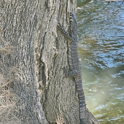 Varanus varius at Burrinjuck, NSW - 22 Nov 2024 by Bidge