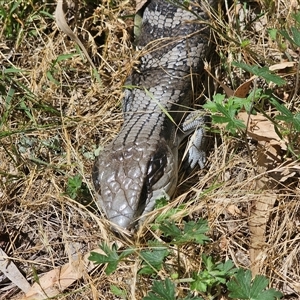 Tiliqua scincoides scincoides (Eastern Blue-tongue) at Burrinjuck, NSW by Bidge