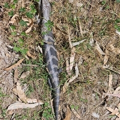 Tiliqua scincoides scincoides at Burrinjuck, NSW - 22 Nov 2024 01:18 PM