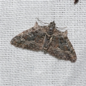 Phrissogonus laticostata at Freshwater Creek, VIC - 17 Nov 2024