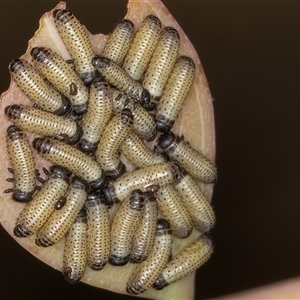 Paropsis atomaria at Bruce, ACT - 20 Nov 2024 11:07 AM