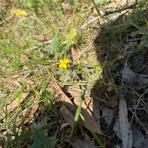 Oxalis sp. at Orangeville, NSW - 22 Nov 2024 10:34 AM