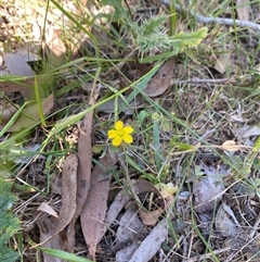 Oxalis sp. at Orangeville, NSW - 22 Nov 2024 10:34 AM