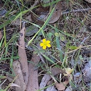 Oxalis sp. at Orangeville, NSW - 22 Nov 2024 10:34 AM