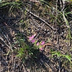 Centaurium sp. (Centaury) at Orangeville, NSW - 22 Nov 2024 by elisebird