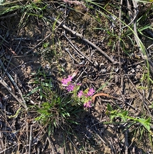 Centaurium sp. at Orangeville, NSW - 22 Nov 2024 08:55 AM