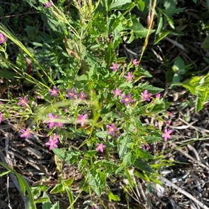 Centaurium sp. at Orangeville, NSW - 22 Nov 2024 08:55 AM