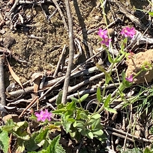 Centaurium sp. at Orangeville, NSW - 22 Nov 2024 08:55 AM