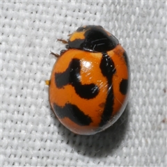 Coccinella transversalis (Transverse Ladybird) at Freshwater Creek, VIC - 16 Nov 2024 by WendyEM