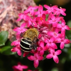 Amegilla (Zonamegilla) asserta (Blue Banded Bee) at Acton, ACT - 21 Nov 2024 by TimL