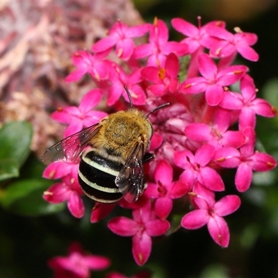 Amegilla (Zonamegilla) asserta (Blue Banded Bee) at Acton, ACT - 21 Nov 2024 by TimL