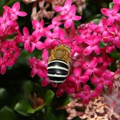 Amegilla (Zonamegilla) asserta at Acton, ACT - 21 Nov 2024