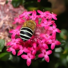 Amegilla (Zonamegilla) asserta at Acton, ACT - 21 Nov 2024