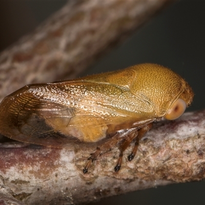 Pectinariophyes stalii (Tube Spittlebug) at Bruce, ACT - 20 Nov 2024 by kasiaaus