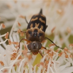 Mordella sydneyana at Freshwater Creek, VIC - 16 Nov 2024