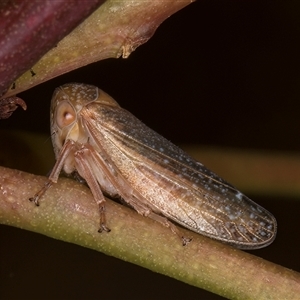 Unidentified Leafhopper or planthopper (Hemiptera, several families) at Bruce, ACT by kasiaaus