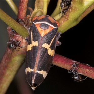 Eurymeloides pulchra at Bruce, ACT - 20 Nov 2024