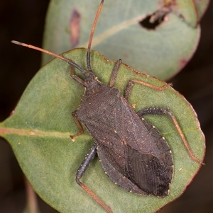 Amorbus rubiginosus (A Eucalyptus Tip Bug) at Bruce, ACT by kasiaaus