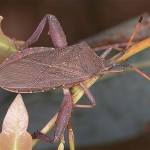 Amorbus rubiginosus at Bruce, ACT - 20 Nov 2024 11:23 AM