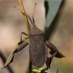 Amorbus rubiginosus at Bruce, ACT - 20 Nov 2024 11:23 AM