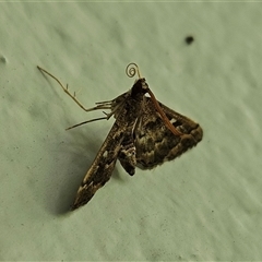 Nacoleia rhoeoalis (A Crambid moth (Spilomelinae) at Hawker, ACT - 22 Nov 2024 by sangio7